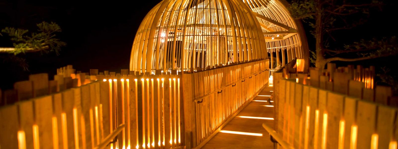 20_YEL_Night-Closeup 20_YEL_Night-Closeup