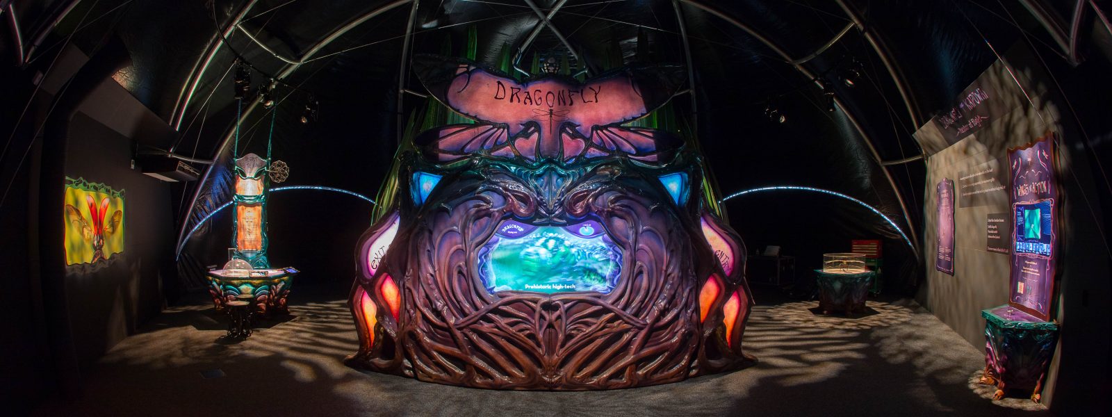 BUG LAB – AUCKLAND ZOO - Dragonfly-Zone